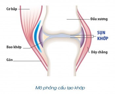 Khớp và một số bệnh thường gặp