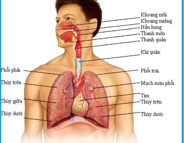Hiểu biết cơ bản về Hệ Hô hấp