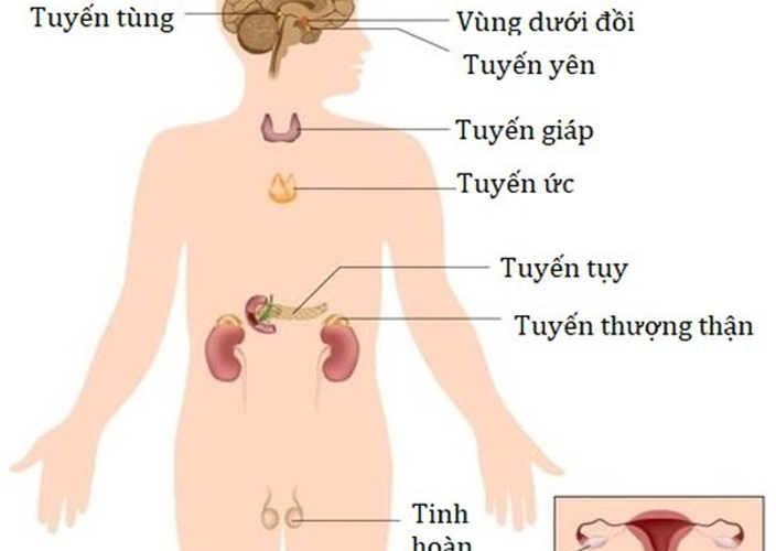 Hiểu biết cơ bản về hệ nội tiết