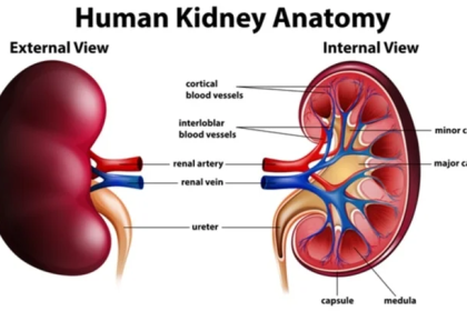 Kidneys and blood pressure