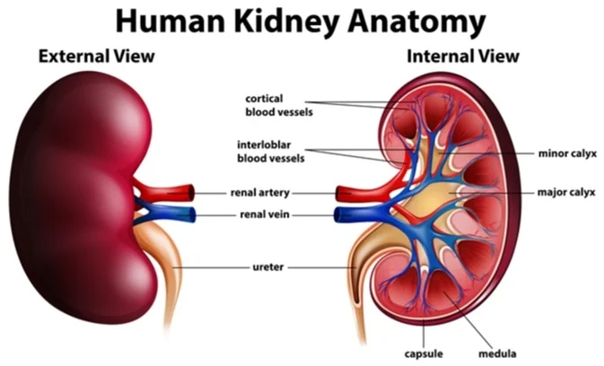 Kidneys and blood pressure