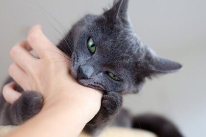 XỬ TRÍ CHÓ-MÈO CẮN