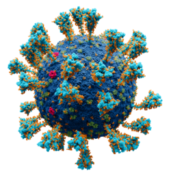Vi rút EBOLA – Nhận diện và phòng tránh